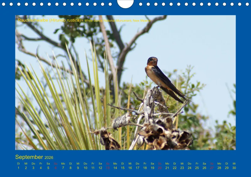 Birdwatching - USA - Südwesten - klein