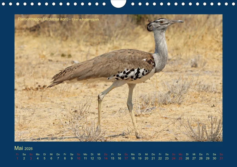 Birdwatching - Namibia - klein