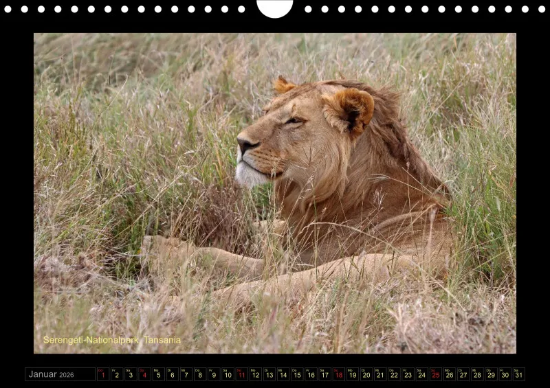 Frantis Safari - Löwen - klein