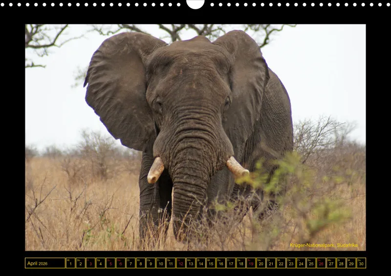 Frantis Safari - Afrikanische Elefanten - groß