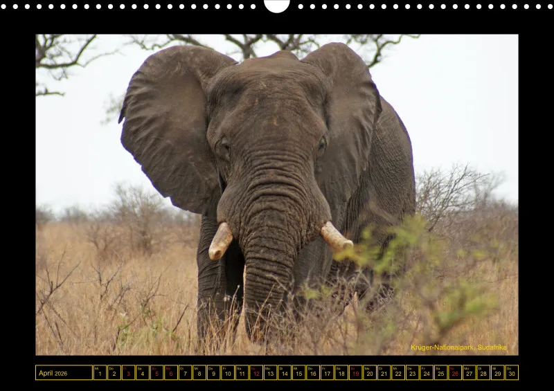 Frantis Safari - Afrikanische Elefanten - groß