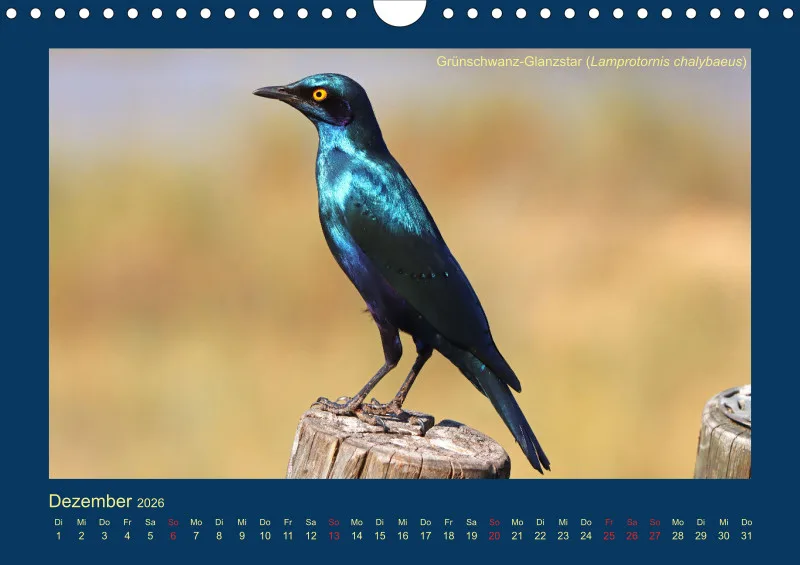 Birdwatching - Krüger-Nationalpark - klein
