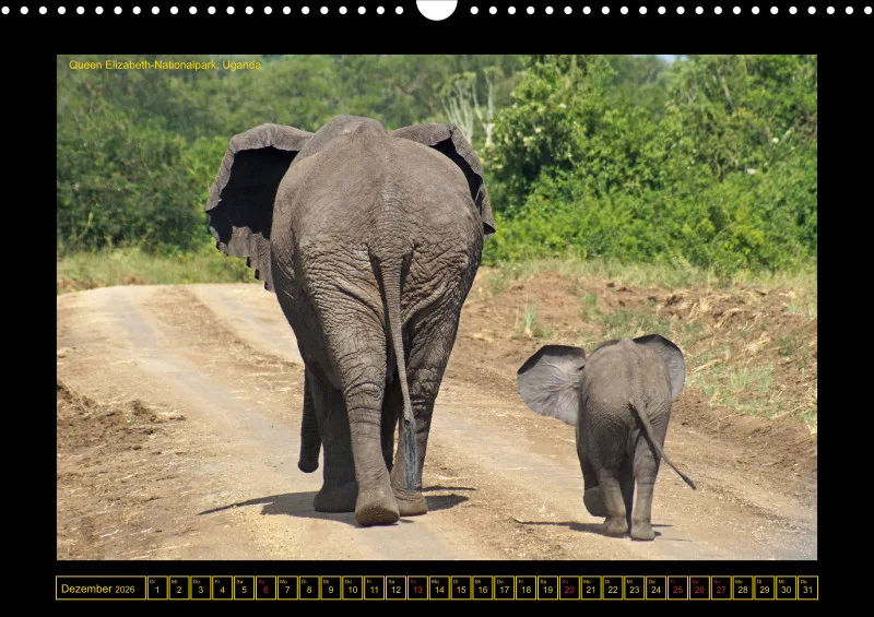 Frantis Safari - Afrikanische Elefanten - groß