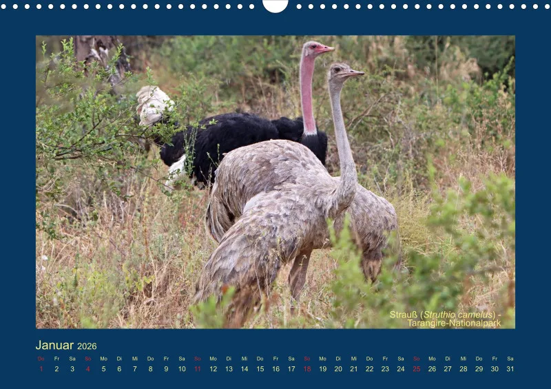 Birdwatching - Tansania