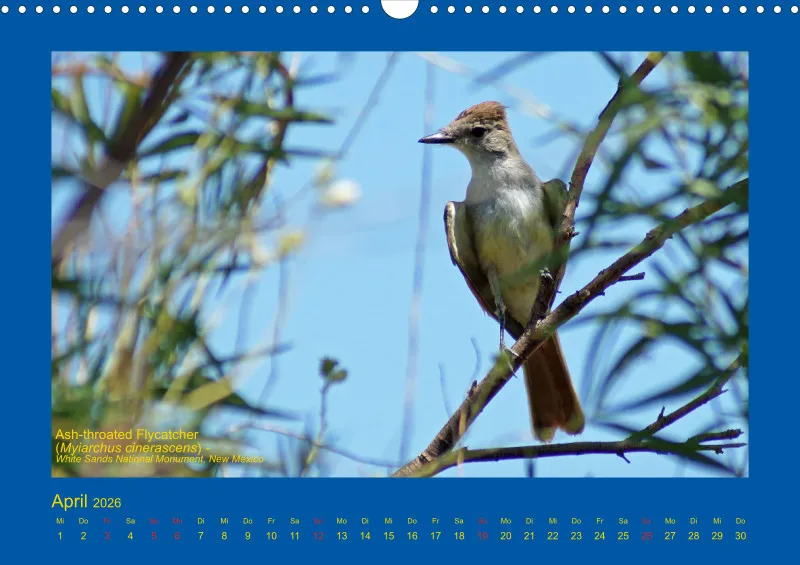 Birdwatching - USA - Südwesten