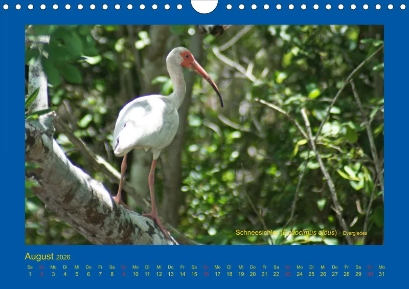 Birdwatching - USA - Florida - klein