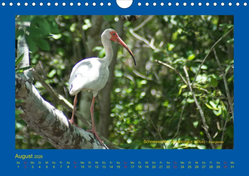 Birdwatching - USA - Florida - klein