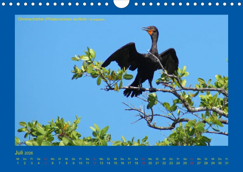 Birdwatching - USA - Florida - klein