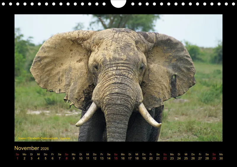 Frantis Safari - Afrikanische Elefanten - klein