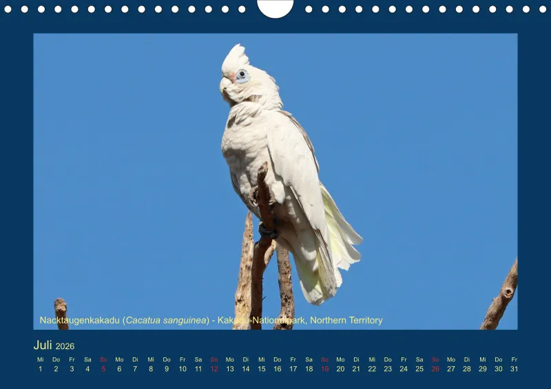 Birdwatching - Australien - Große Vögel - klein