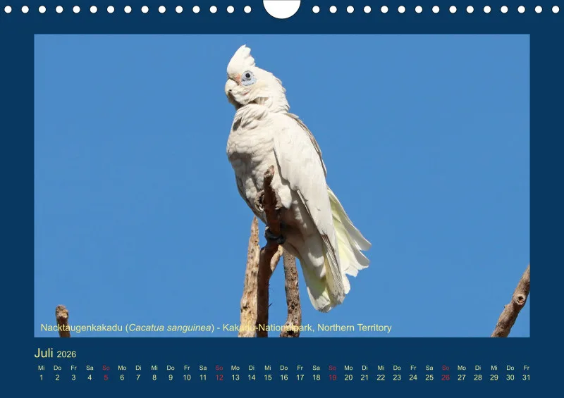 Birdwatching - Australien - Große Vögel - klein