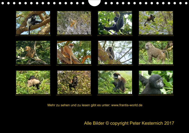 Frantis Safari - Primaten - klein