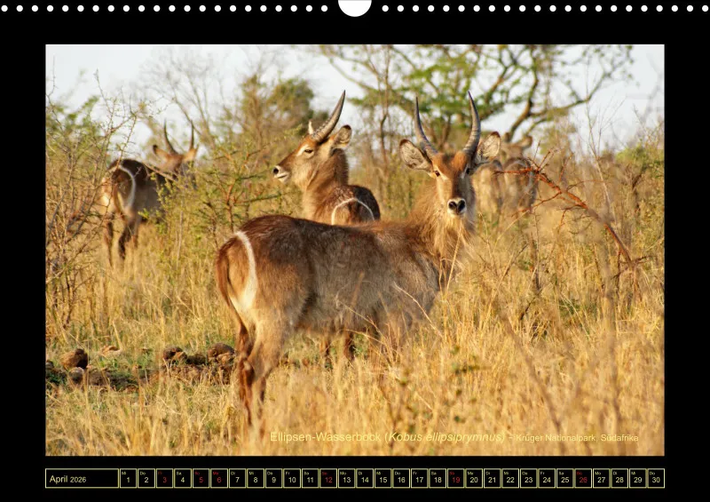 Frantis Safari - Antilopen