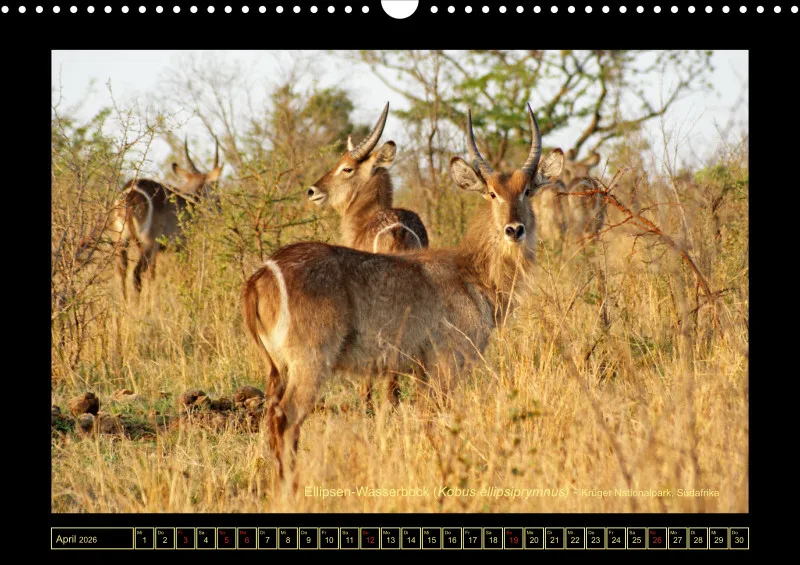 Frantis Safari - Antilopen