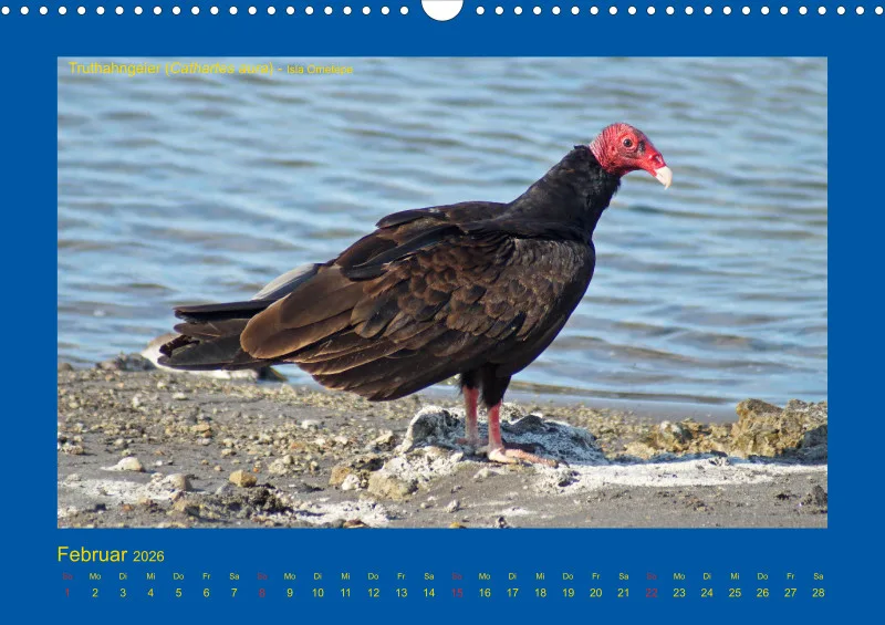 Birdwatching - Nicaragua