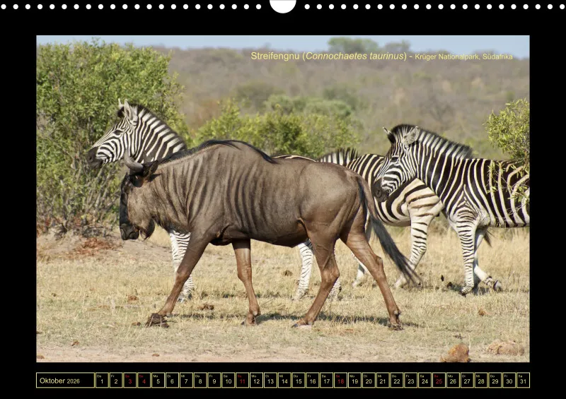 Frantis Safari - Antilopen