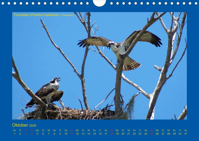 Birdwatching - USA - Florida - klein