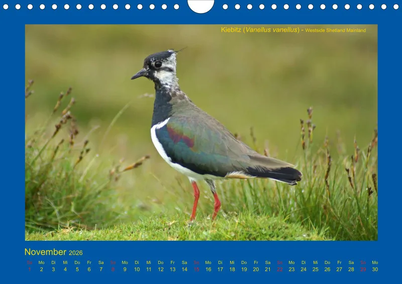Birdwatching - Orkney- und Shetlandinseln - klein