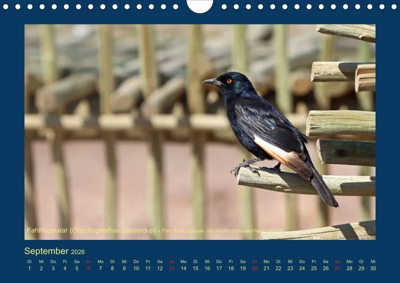 Birdwatching - Namibia - klein
