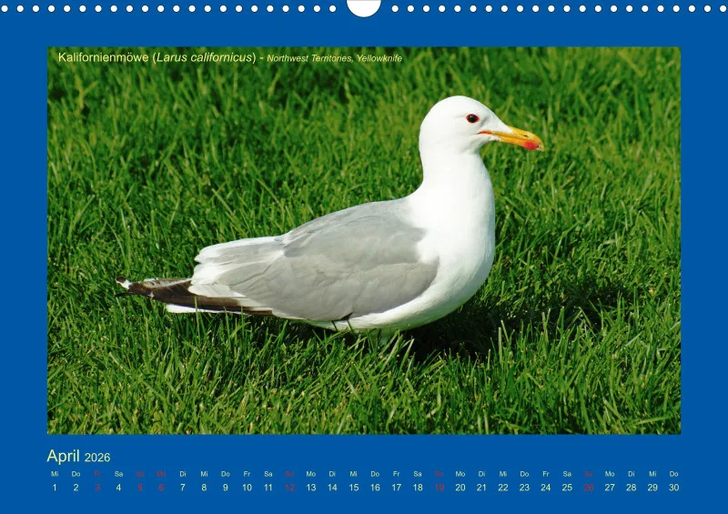 Birdwatching - Kanada