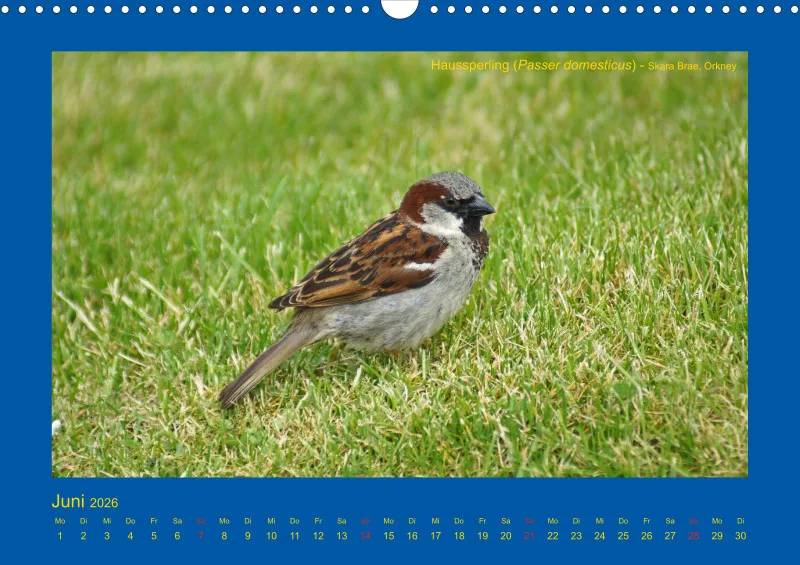 Birdwatching - Orkney- und Shetlandinseln