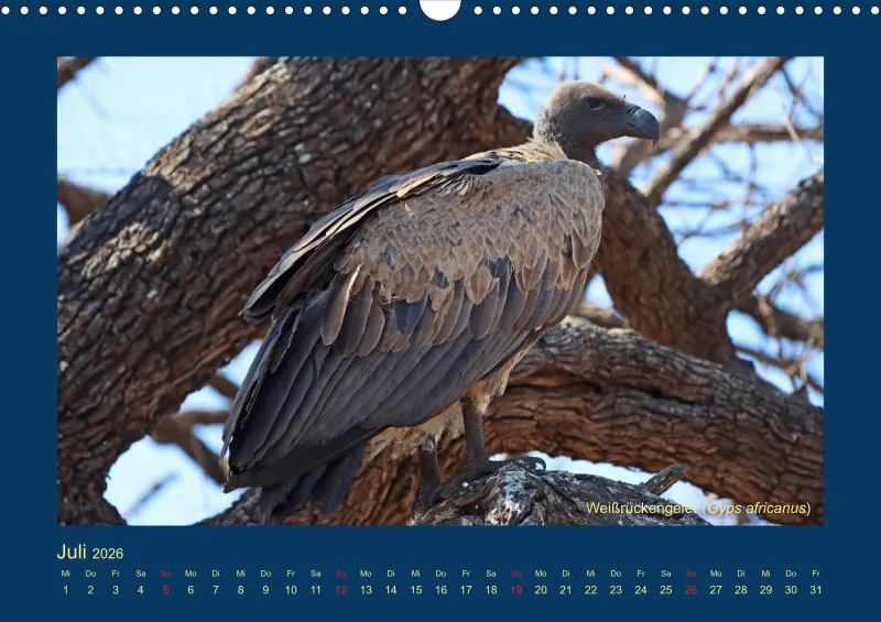Birdwatching - Krüger-Nationalpark