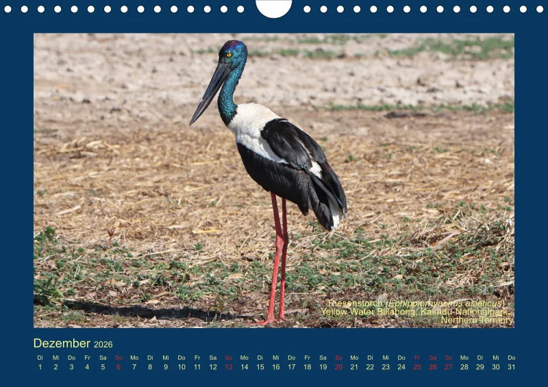 Birdwatching - Australien - Große Vögel - klein