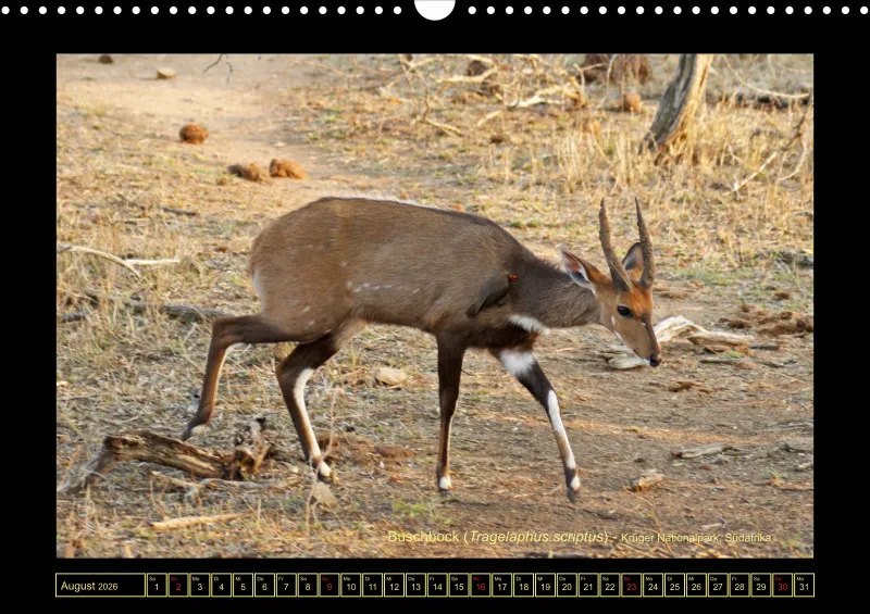 Frantis Safari - Antilopen