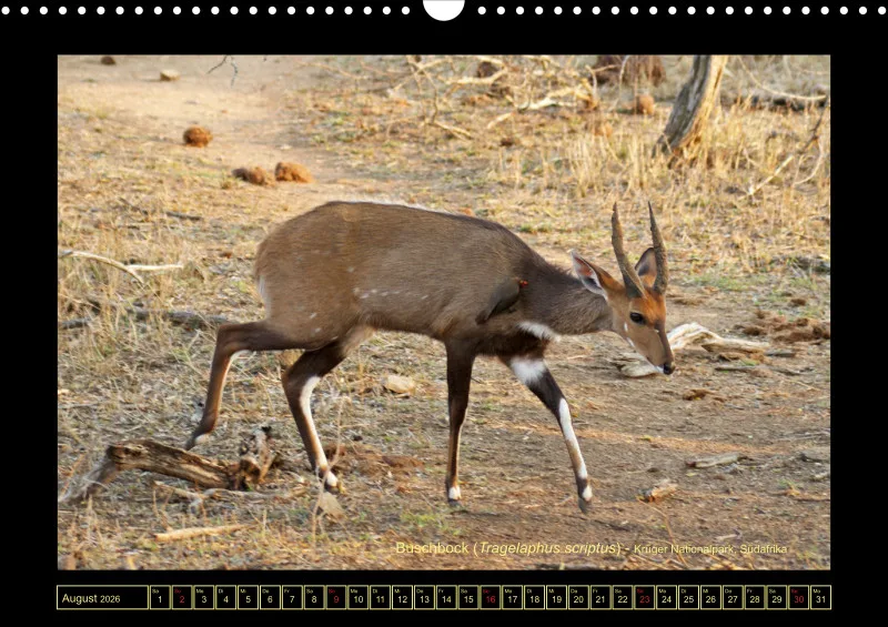 Frantis Safari - Antilopen