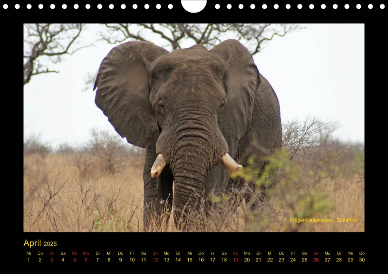 Frantis Safari - Afrikanische Elefanten - klein