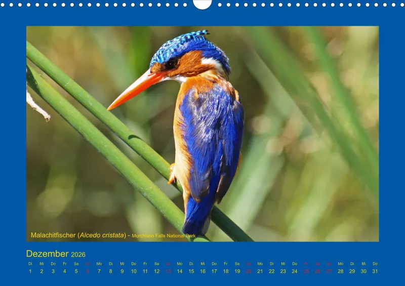 Birdwatching - Uganda