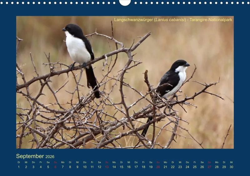 Birdwatching - Tansania