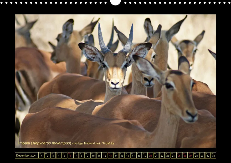 Frantis Safari - Antilopen