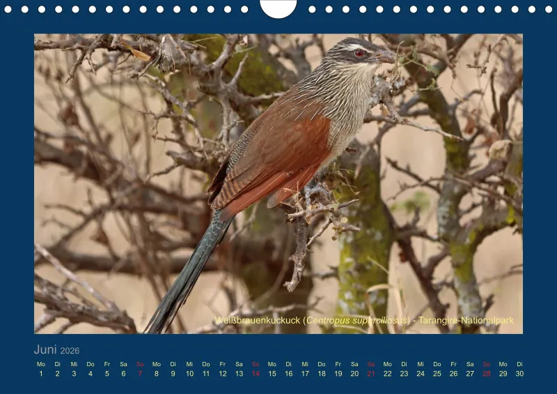 Birdwatching - Tansania - klein