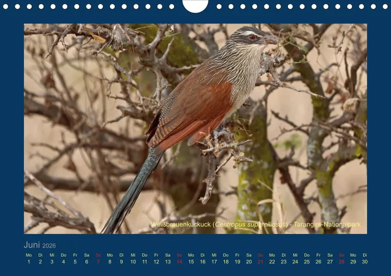 Birdwatching - Tansania - klein