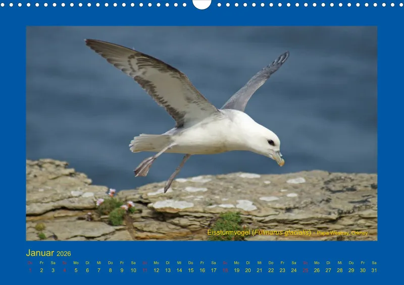 Birdwatching - Orkney- und Shetlandinseln