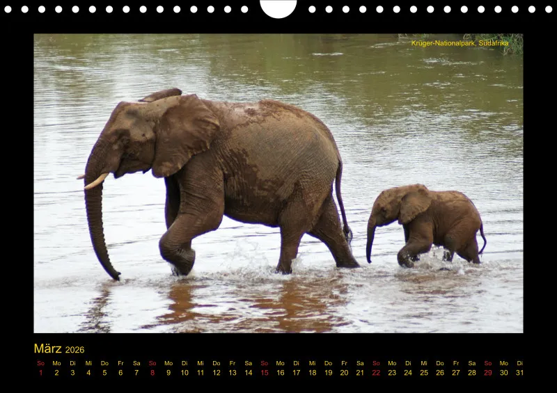 Frantis Safari - Afrikanische Elefanten - klein