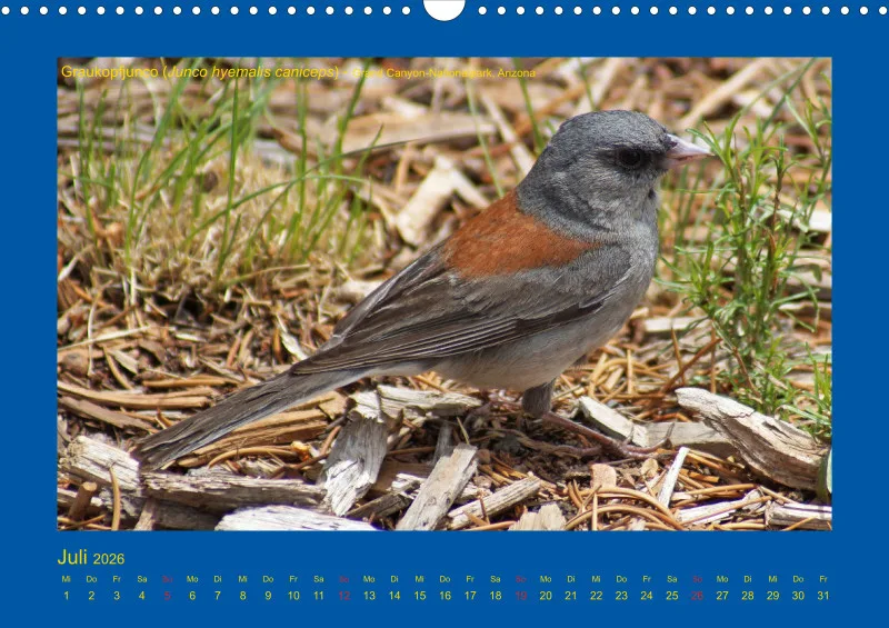 Birdwatching - USA - Südwesten