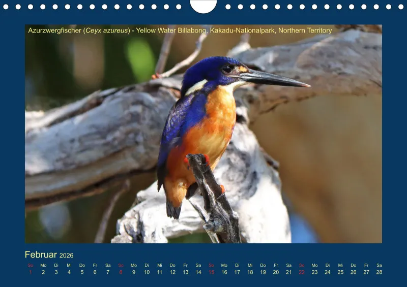 Birdwatching - Australien - Kleine Vögel - klein