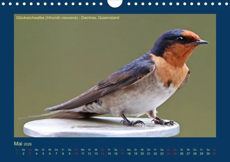 Birdwatching - Australien - Kleine Vögel - klein
