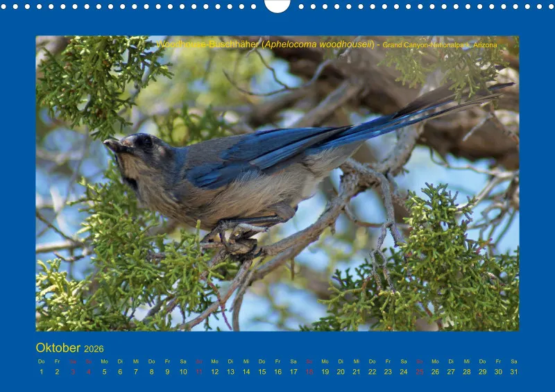Birdwatching - USA - Südwesten