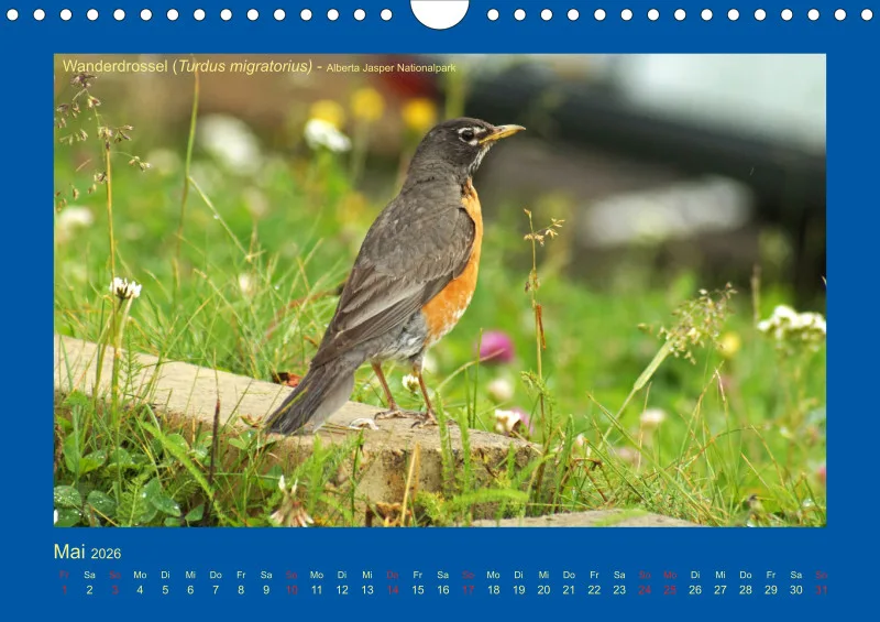 Birdwatching - Kanada - klein