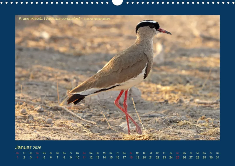 Birdwatching - Namibia