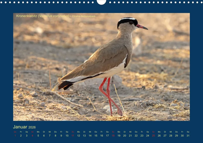 Birdwatching - Namibia