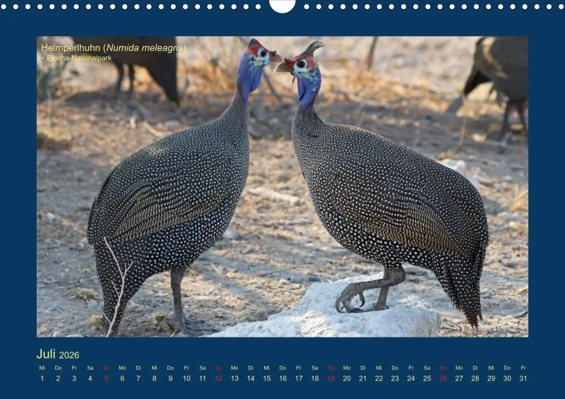 Birdwatching - Namibia