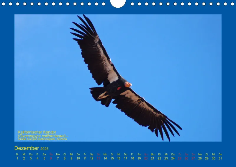 Birdwatching - USA - Südwesten - klein