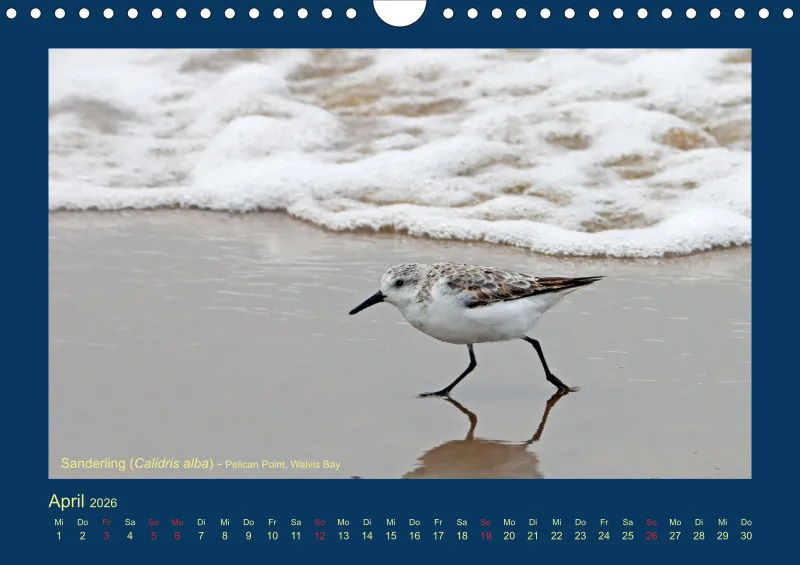 Birdwatching - Namibia - klein