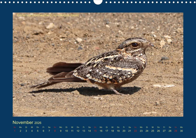 Birdwatching - Krüger-Nationalpark