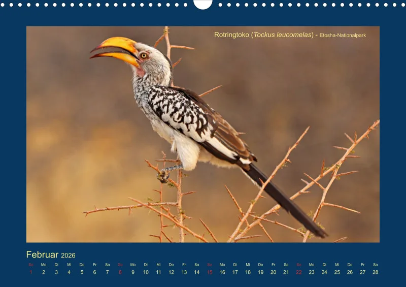 Birdwatching - Namibia