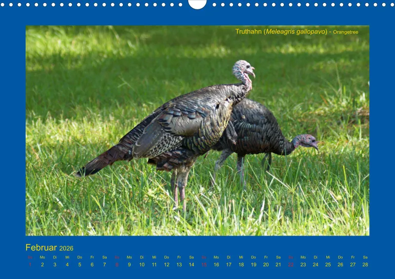 Birdwatching - USA - Florida